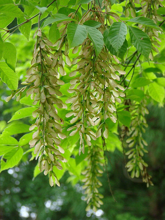 Acer cissifolium