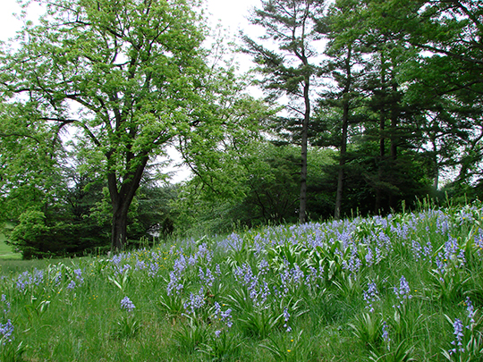 Hyacinthoides hispanica