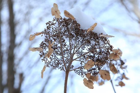 Hydrangea aspera