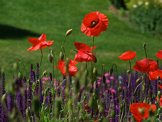 Papaver rhoeas