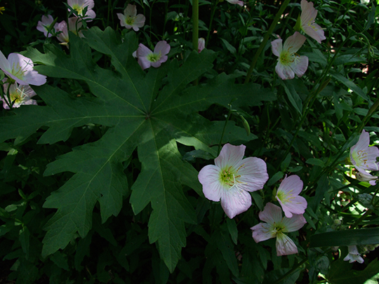 Oenothera speciosa