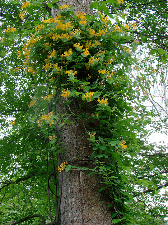Lonicera tragophylla