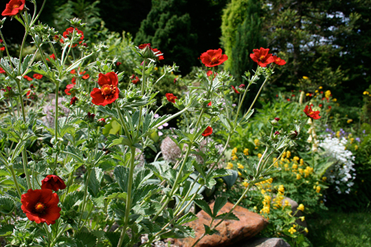 Potentilla