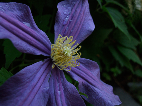 Clematis durandi