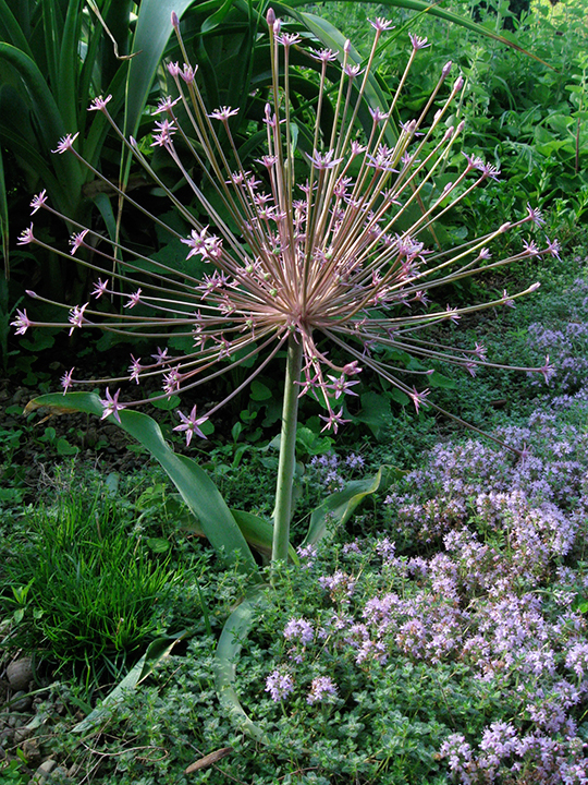Allium schubertii