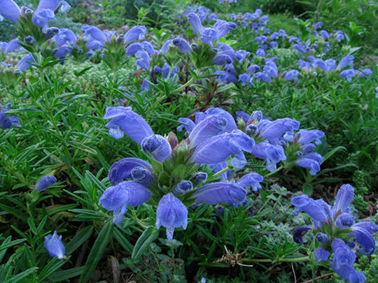 Dracocephalum ruyschianum
