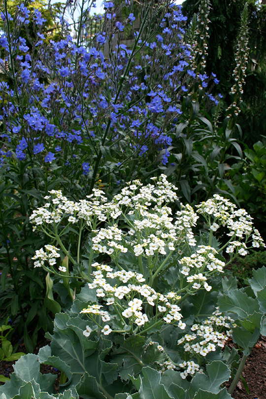 Crambe maritima