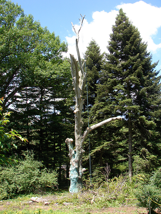 Fagus sylvatica