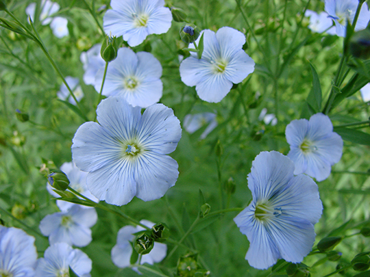 Linum usitatissimum