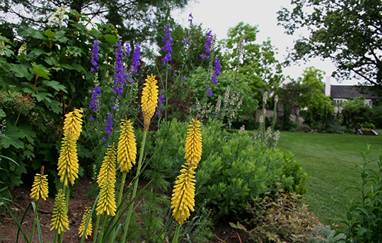 Kniphofia