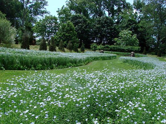 Linum usitatissimum