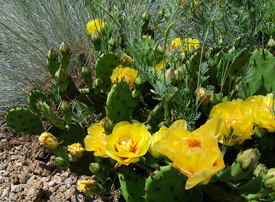 Opuntia humifusa