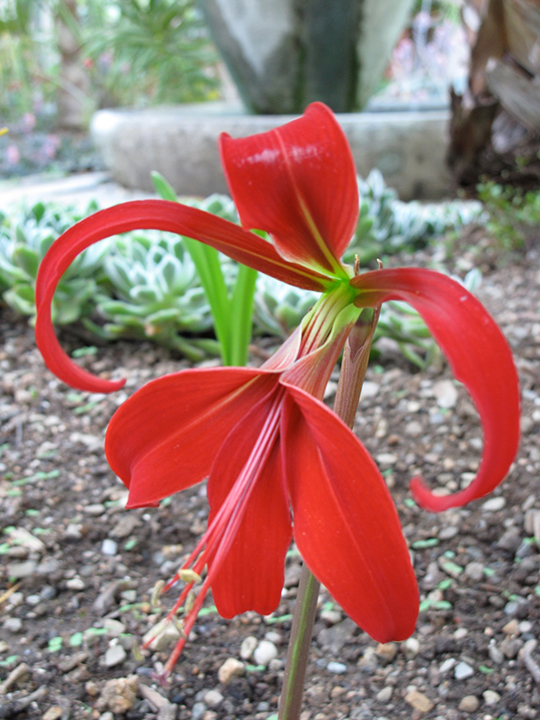 Sprekelia formossissima
