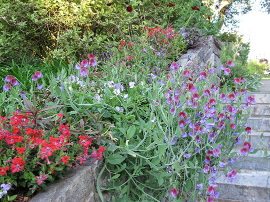 Lathyrus