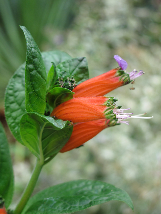 Cuphea schumannii