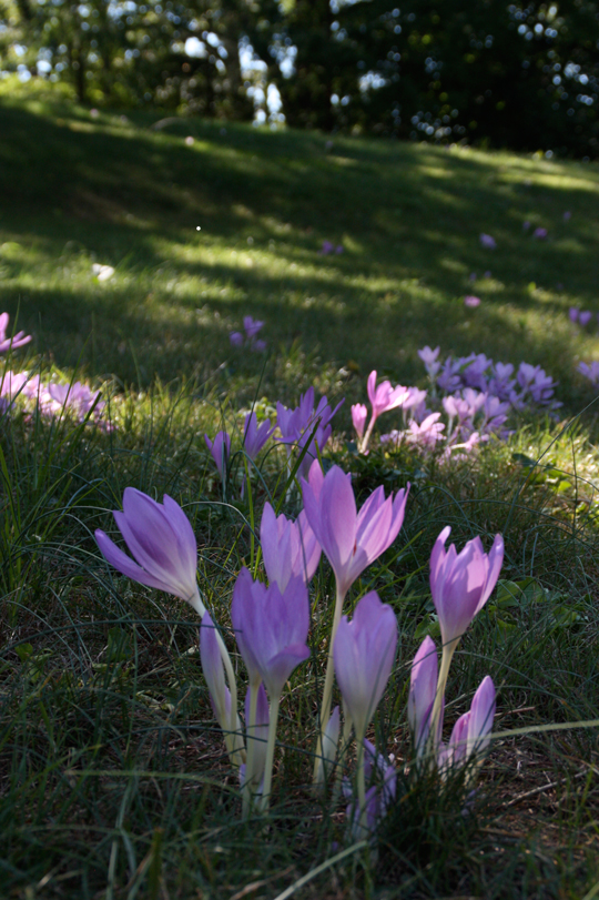 Colchicum