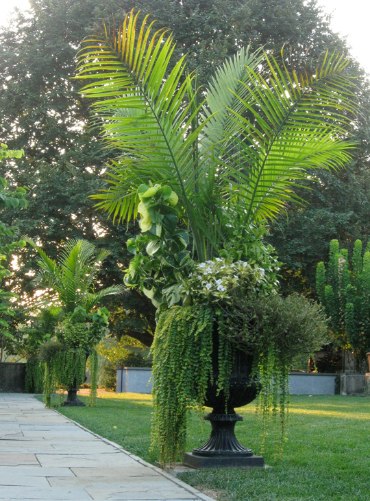 Ravenea rivularis