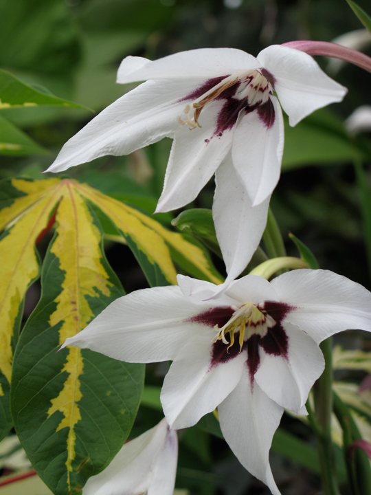 Gladiolus callianthus
