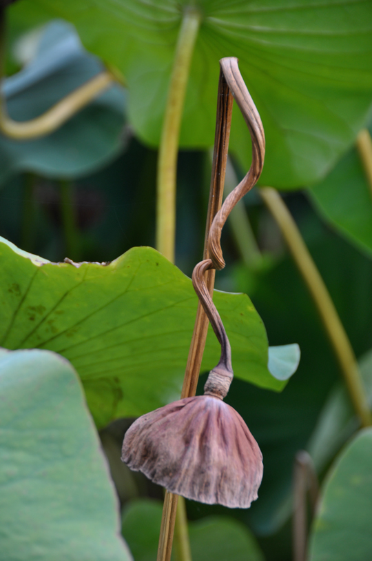 Lotus pod