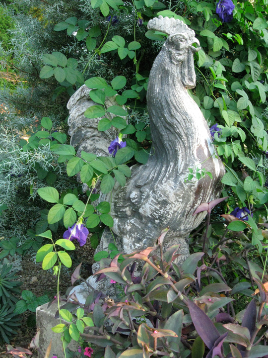 Clitoria ternata