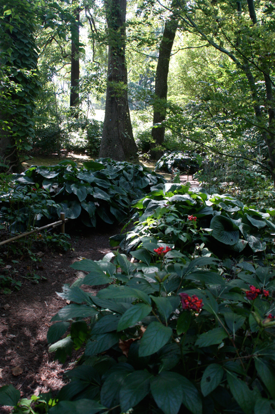 Paeonia obovata