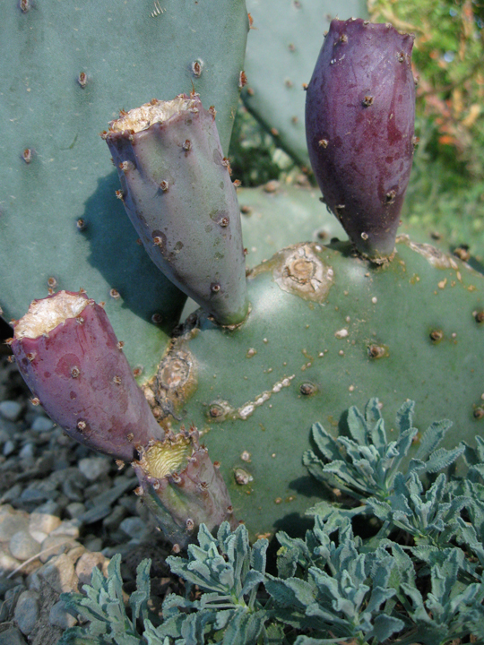 Opuntia macrocentra