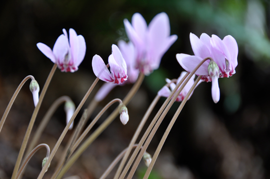 Cyclamen hederifolium