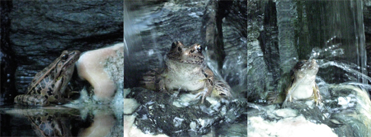 Frog Sequence