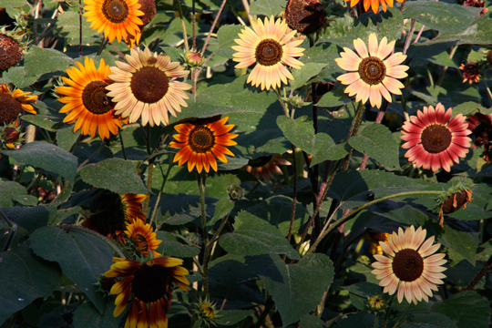 Sunflowers