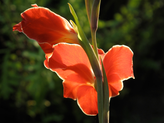 Gladiolus 'Atomic'