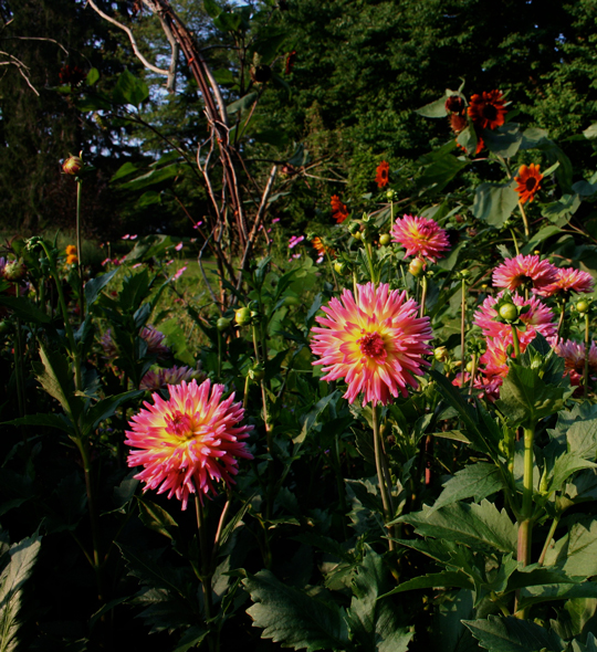 Karma Dahlia