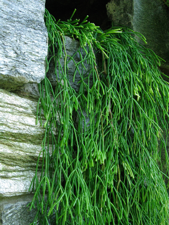 Rhipsalis clavata