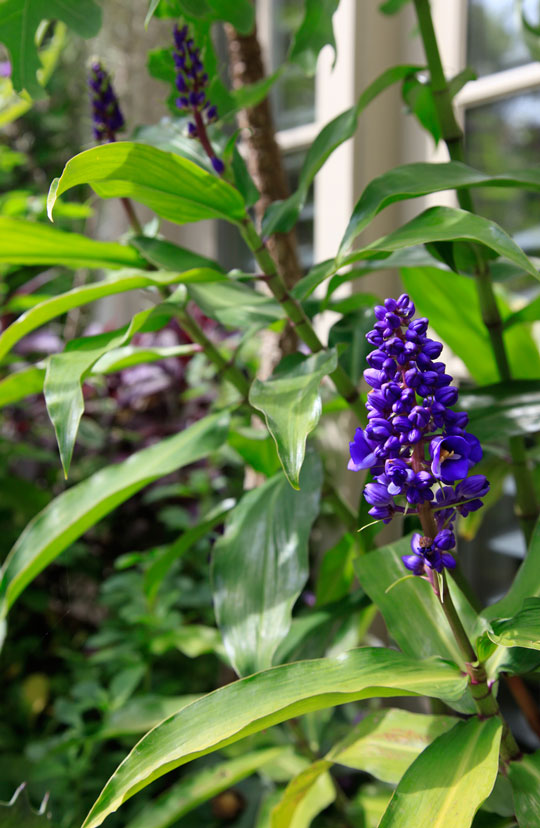 Dichorsandra thyrsiflora