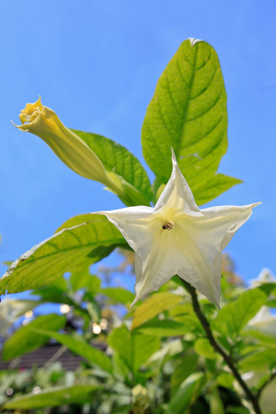 Brugmansia versicolor
