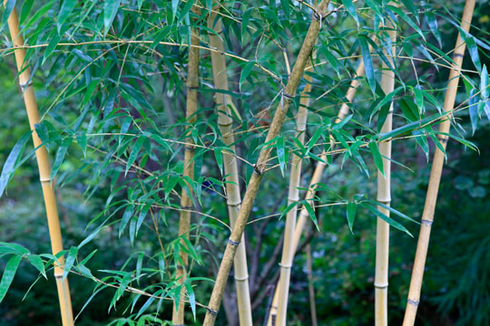 Phyllostachys vivax 'Aureocaulis'