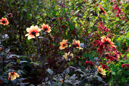 Dahlia 'Mystic Spirit'