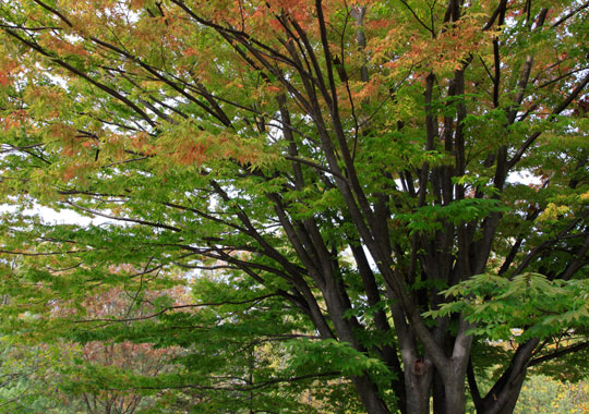 Zelkova serrata