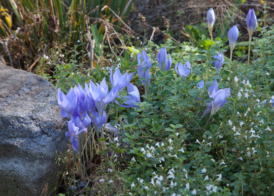 Crocus speciosus 'Conqueror'