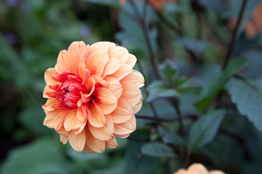 Dahlia 'David Howard'