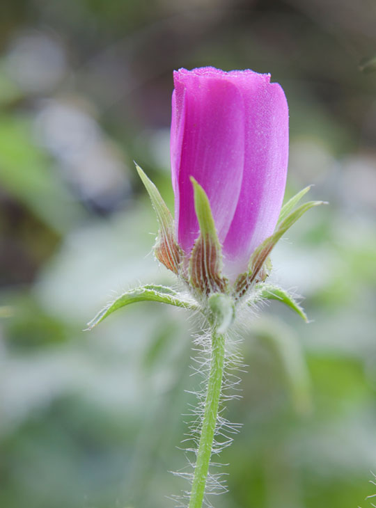 Callihroe involucrata