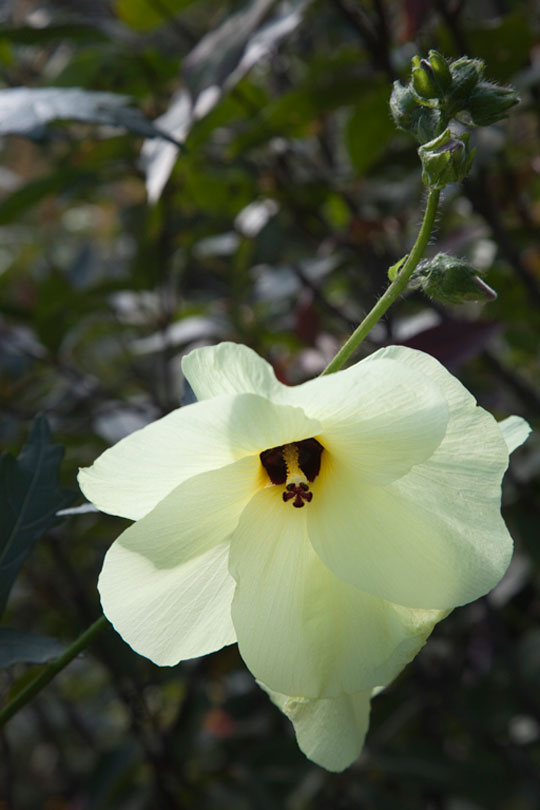 Abelmoschus manihot