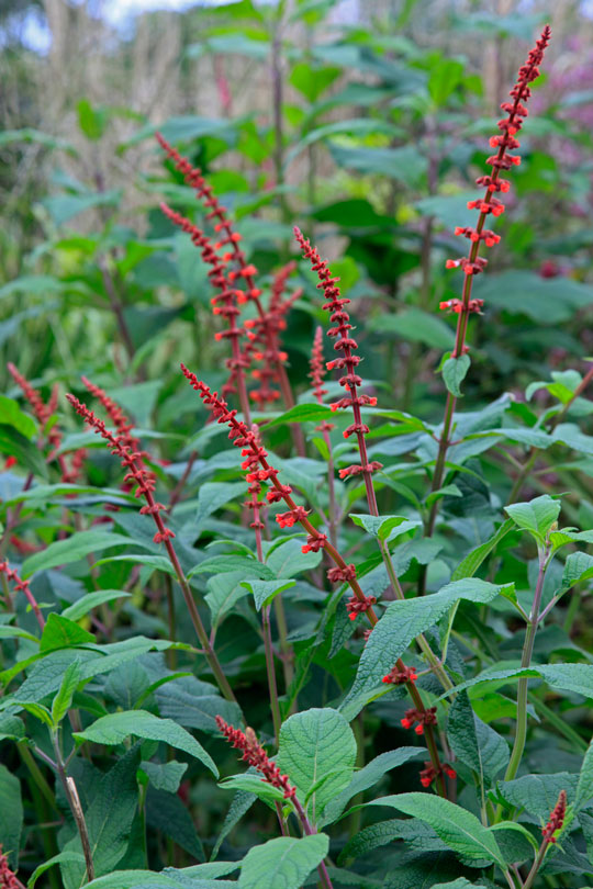 Salvia confertiflora