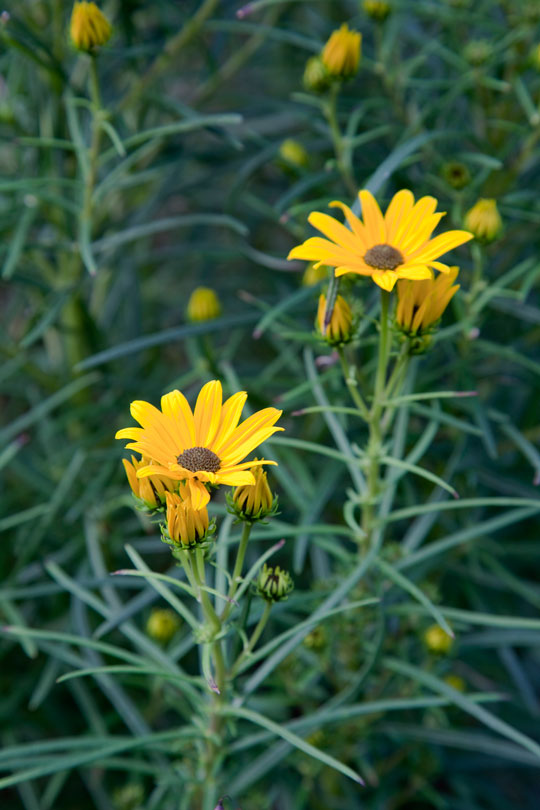 Helianthus angustifolius 'First Light'