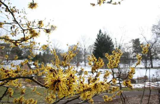 Hamamelis mollis
