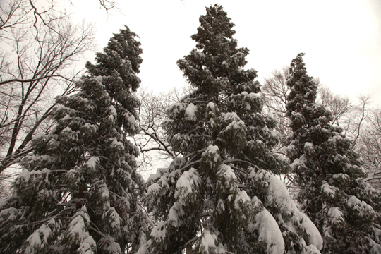Cryptomeria japonica