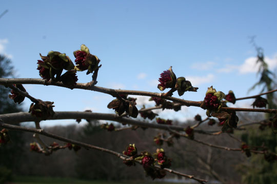 Parrotia persica