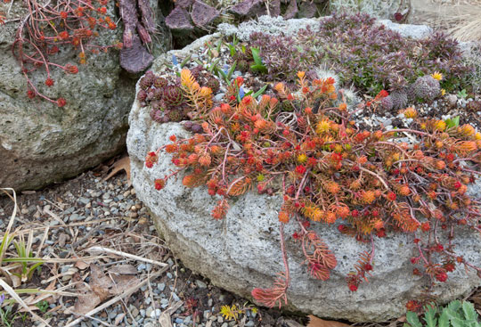sedums