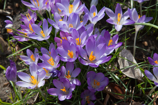 Crocus tomasinianus