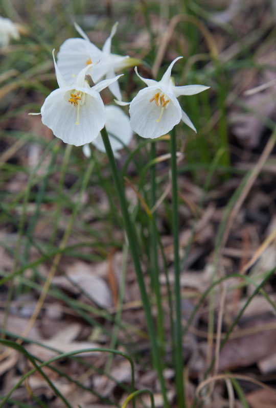 Narcissus cantabricus