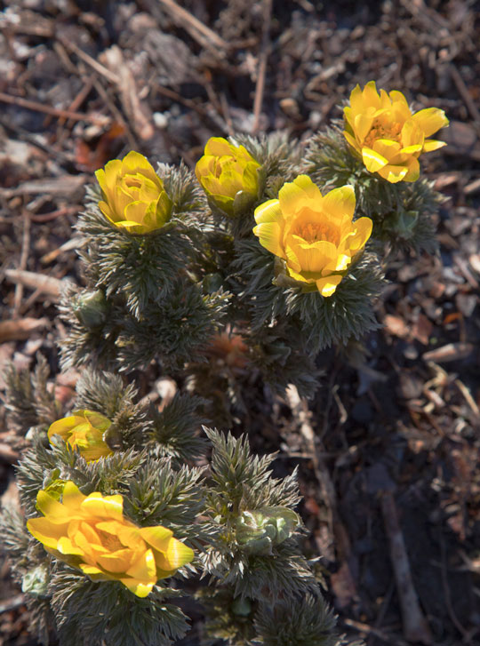 Adonis amurensis